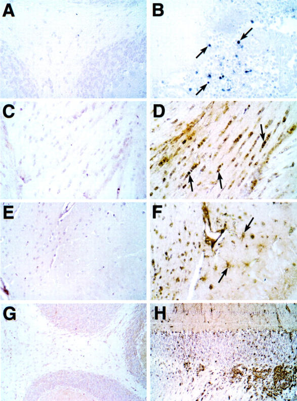 Figure 11.