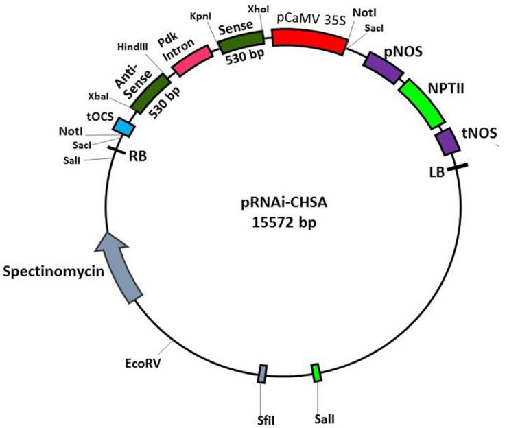 FIGURE 1