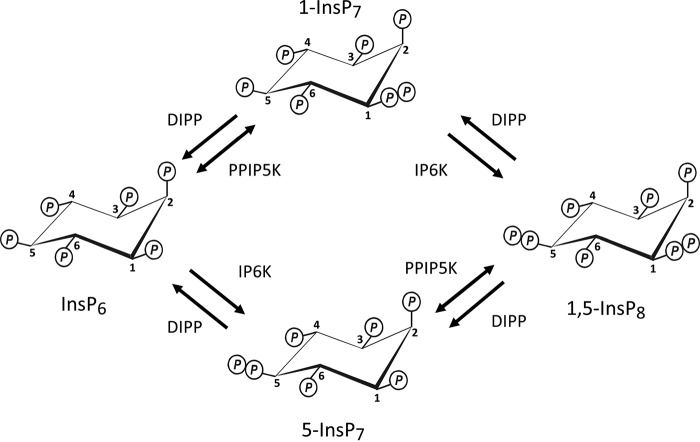 FIGURE 1.