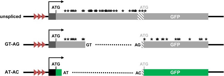 FIGURE 1.