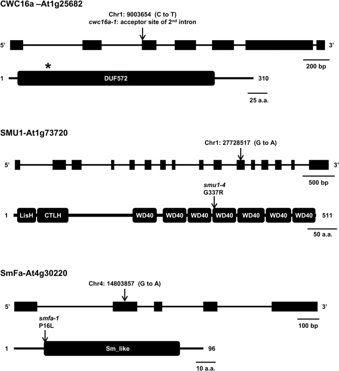 FIGURE 5.