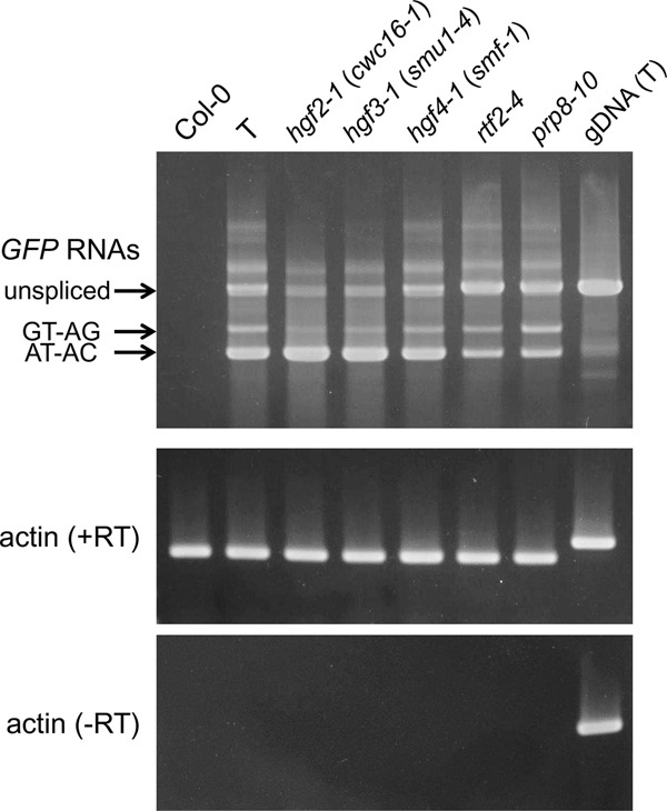 FIGURE 4.