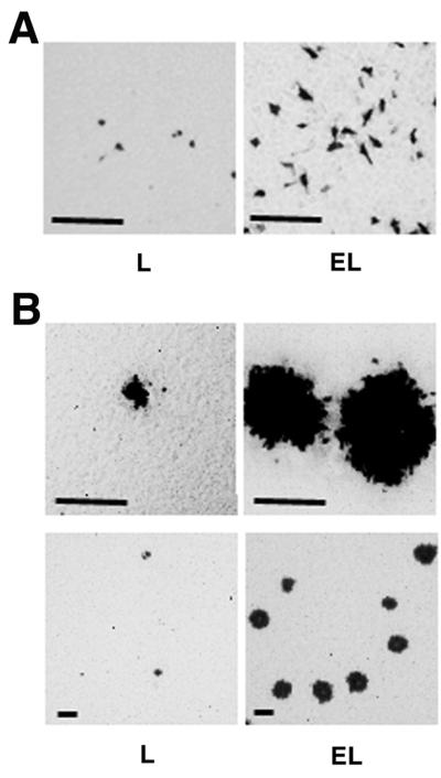 FIG. 5