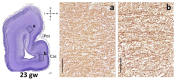 Fig. 9