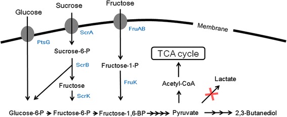 Fig. 1