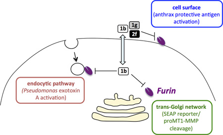 graphic file with name nihms695712f9.jpg