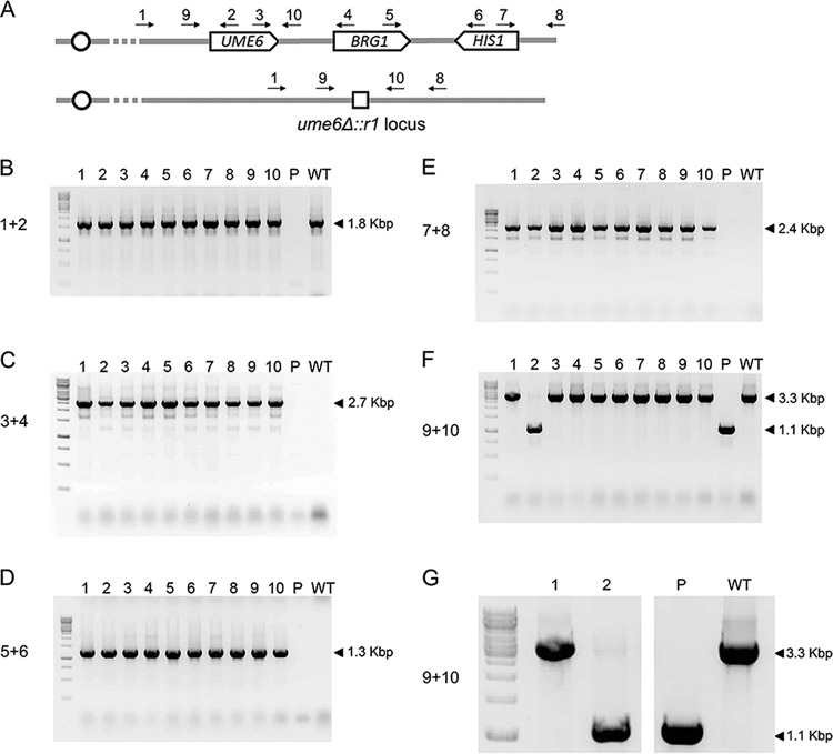 FIG 2 