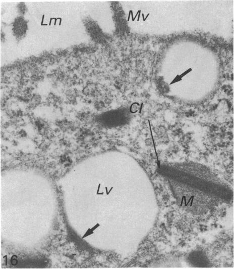 Fig. 16