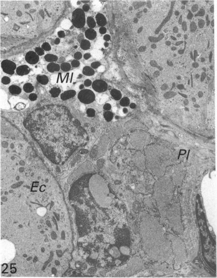 Fig. 25