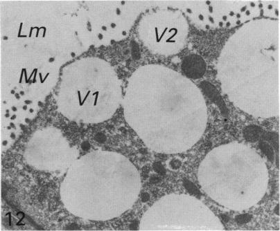 Fig. 12