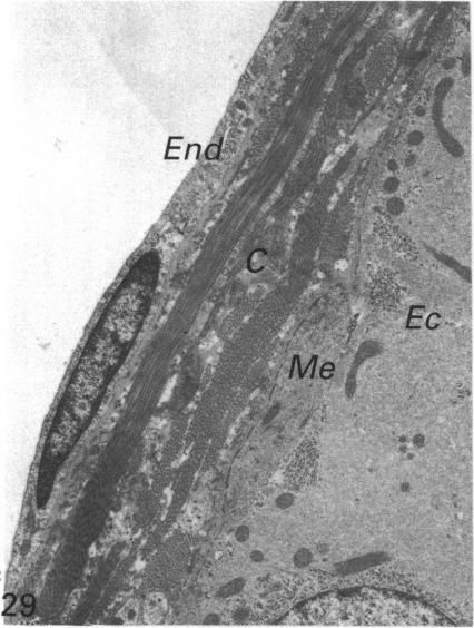 Fig. 29