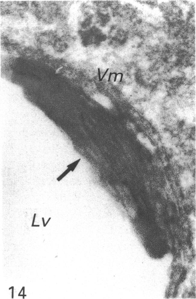 Fig. 14