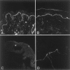 Figure  4