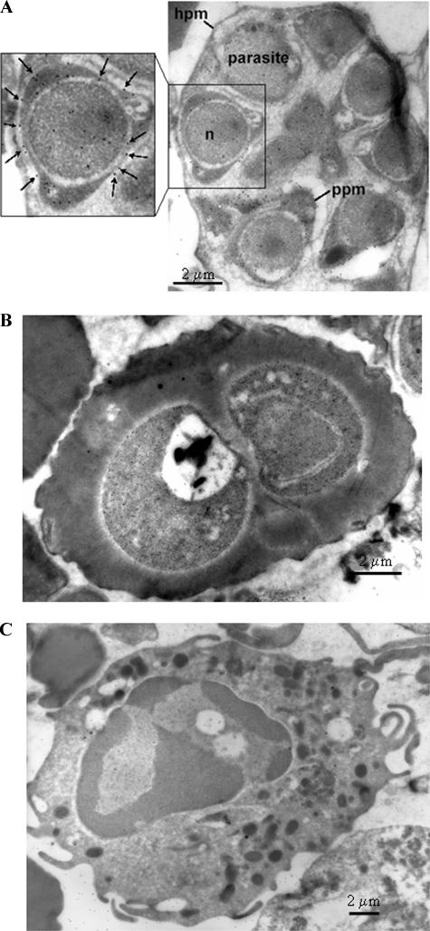 FIG. 5.