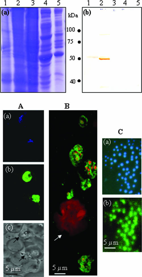 FIG. 4.