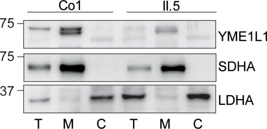 Figure 1—figure supplement 1.