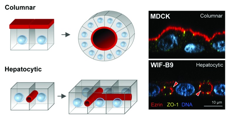 graphic file with name bioa-4-47-g1.jpg