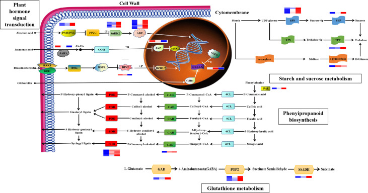 Figure 6