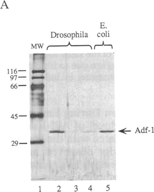 graphic file with name pnas01076-0241-b.jpg