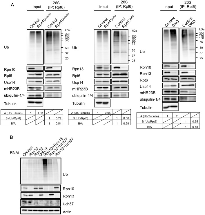 Fig 5