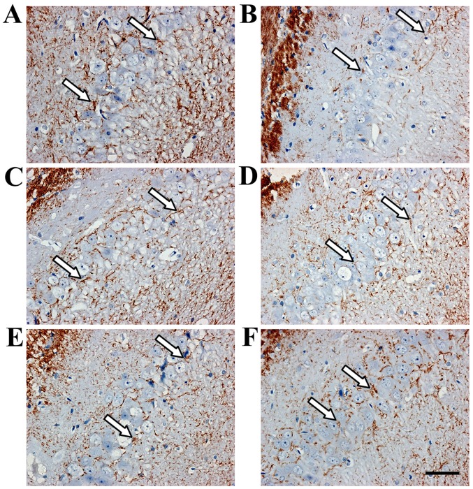 Figure 5.