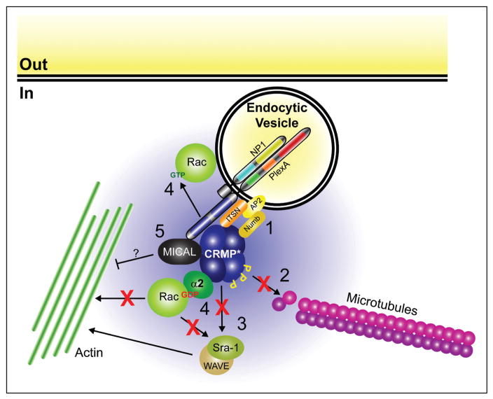 The CRMP Family of Proteins and Their Role in Sema3A Signaling - PMC