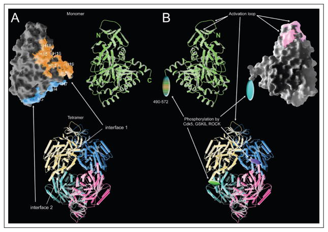 The CRMP Family of Proteins and Their Role in Sema3A Signaling - PMC