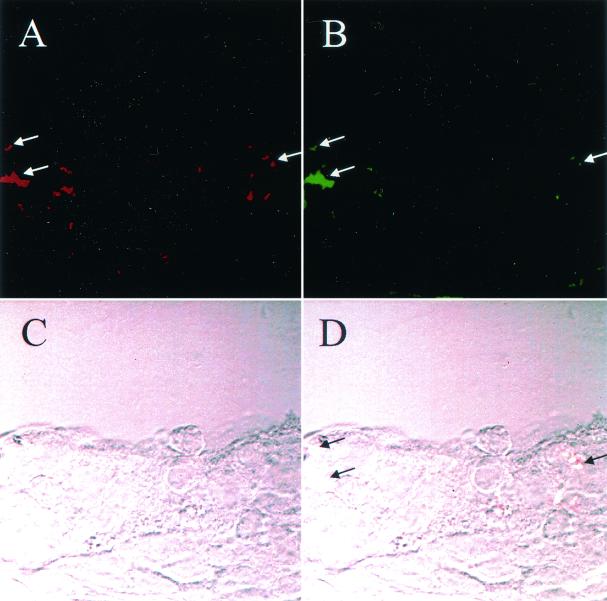 FIG. 1.