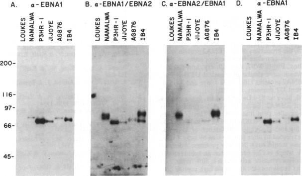 graphic file with name pnas00624-0374-a.jpg