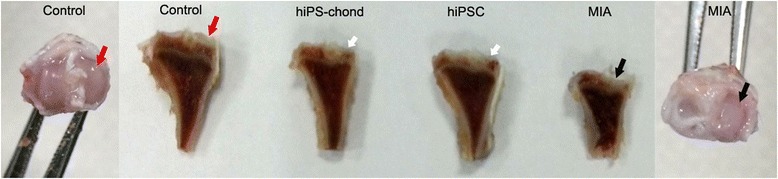 Fig. 5