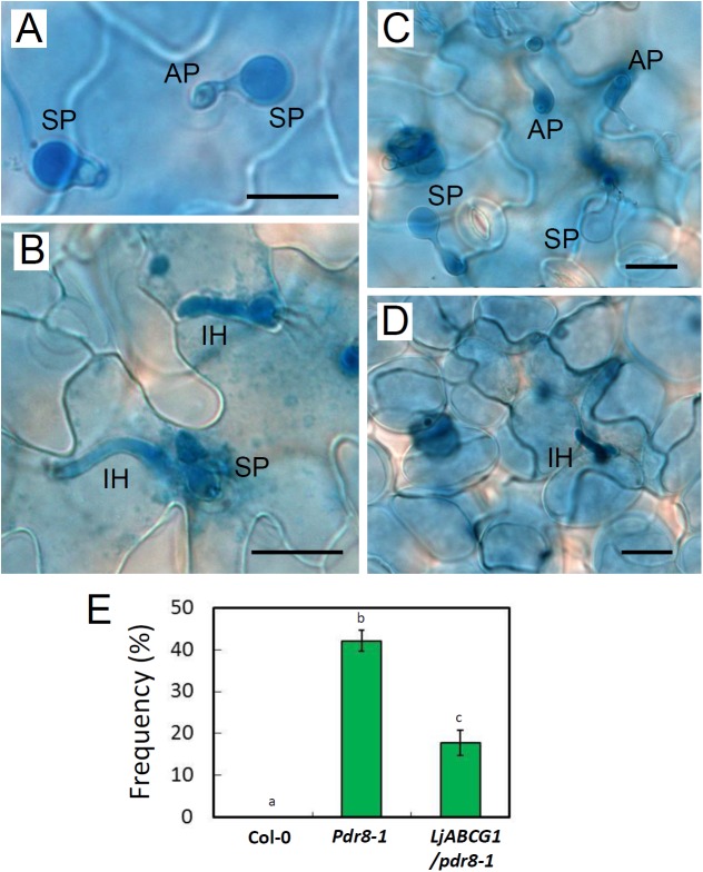 Fig 5