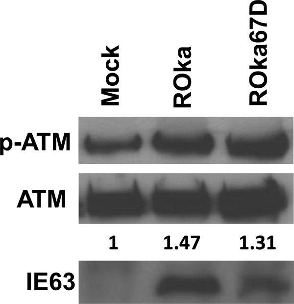 Fig. 5