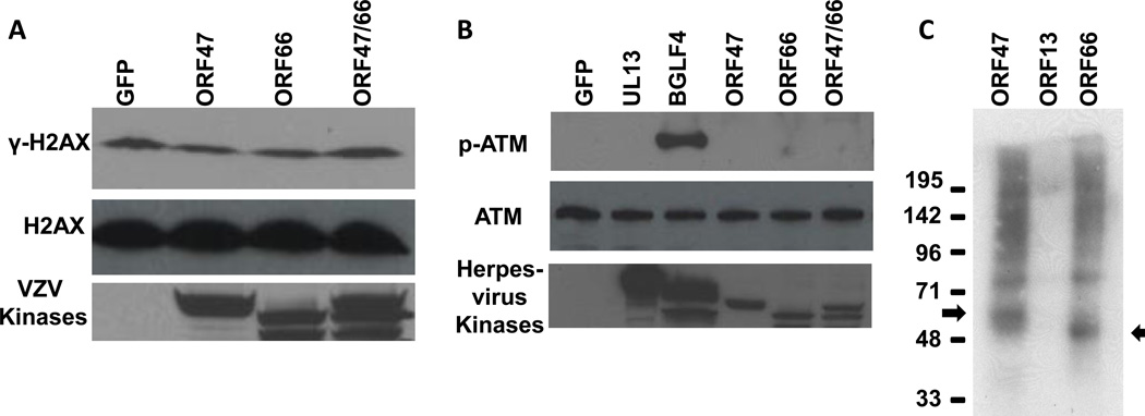 Fig. 6