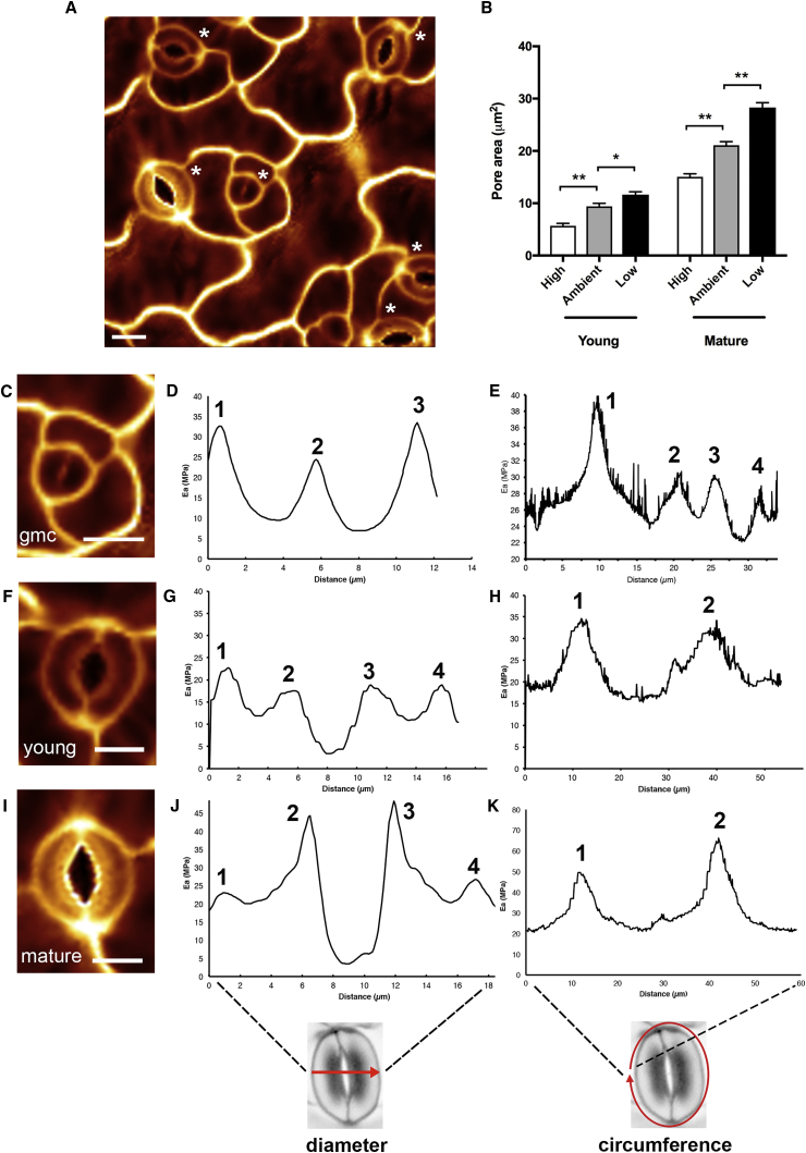 Figure 1