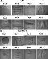 Fig. 8