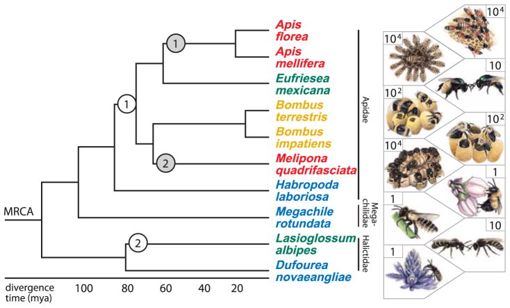 Fig. 1