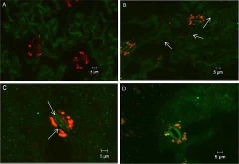 FIG. 4.