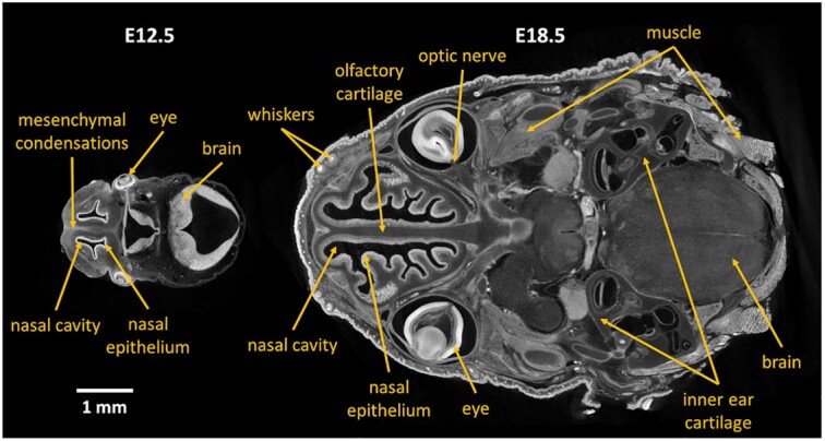 Figure 1: