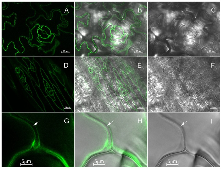 FIGURE 4