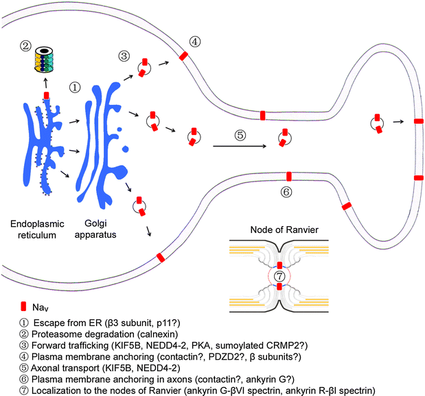 Fig. 2