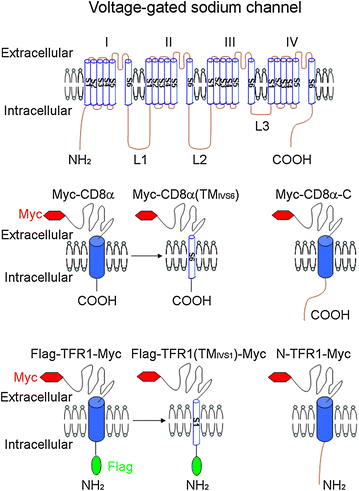 Fig. 1