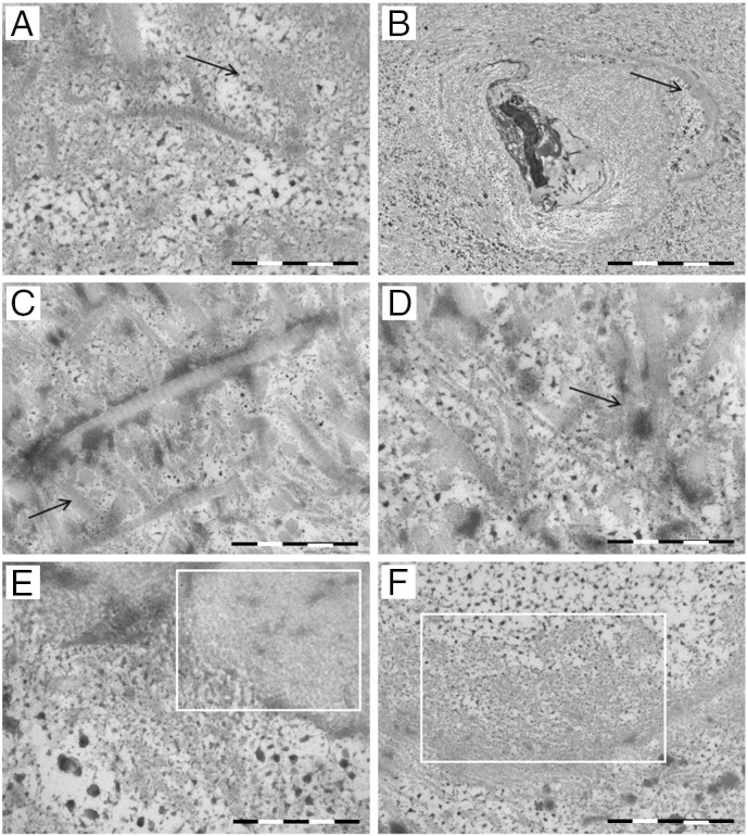 Fig. 6