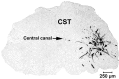 Fig. 3.