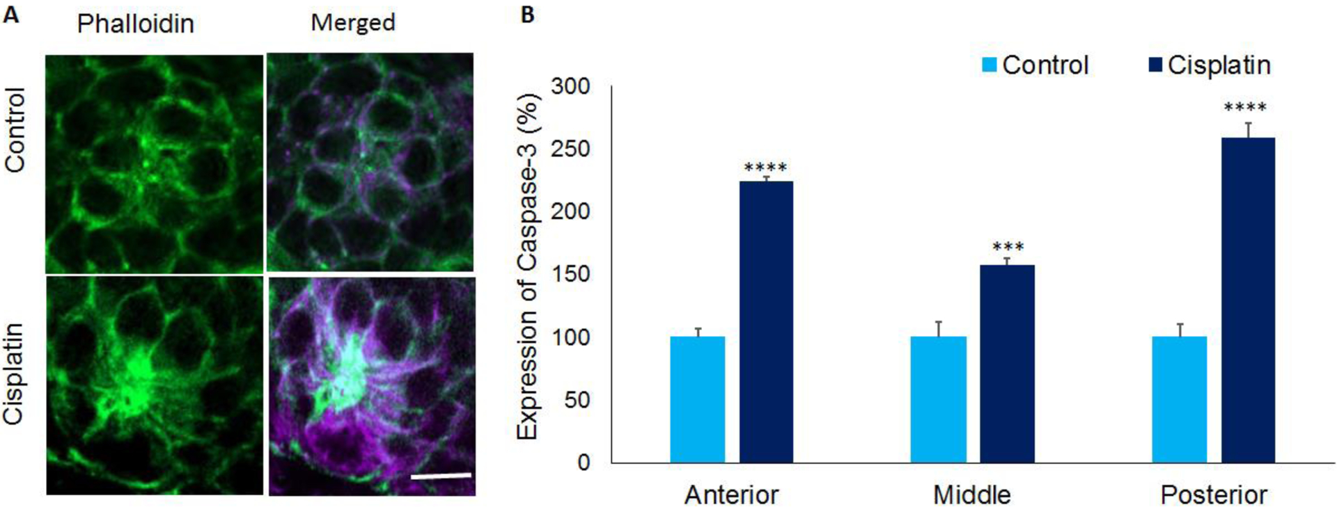 Figure 5: