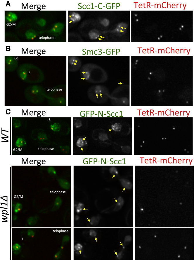 Figure 3