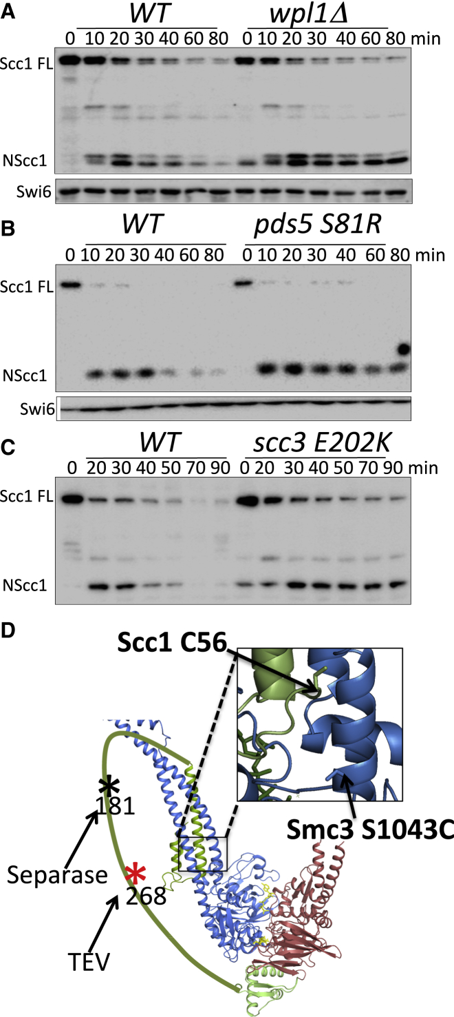 Figure 1