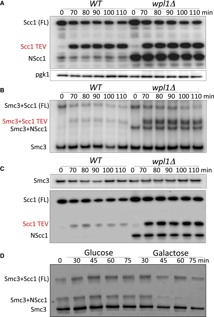 Figure 2