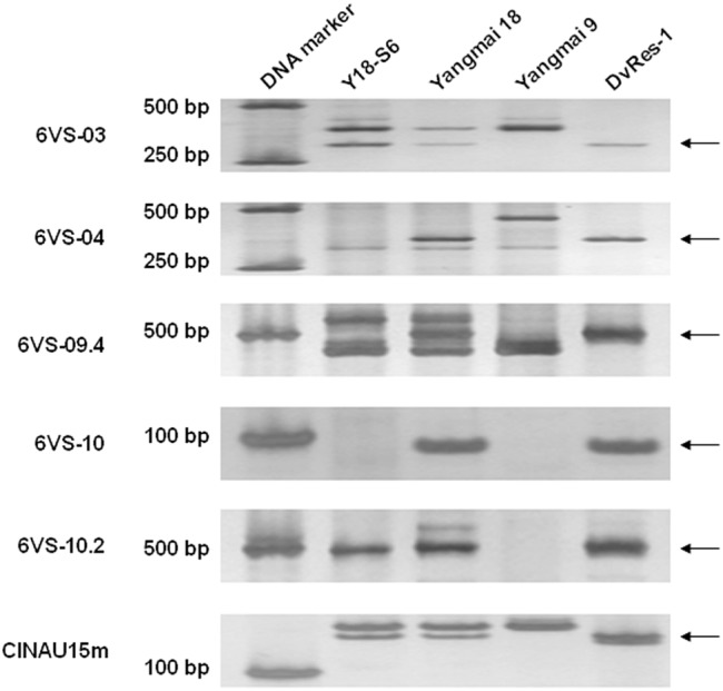 FIGURE 5