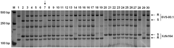 FIGURE 2