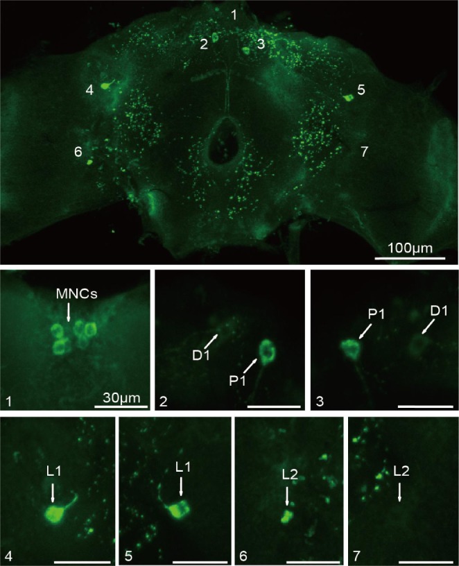 Figure 3